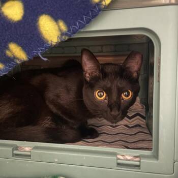 Domestic Short Hair Cats Available for Adoption in Edwardsville, Illinois - Artemis | PetCurious