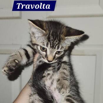 Travolta -  Domestic Short Hair Cat for Adoption in Charlottesville, Virginia - Travolta | PetCurious