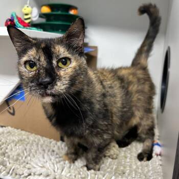 Domestic Short Hair Cats Available for Adoption - Rooney | PetCurious