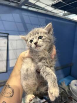 JANE -  Domestic Short Hair Cat for Adoption in San Bernardino, California - JANE | PetCurious