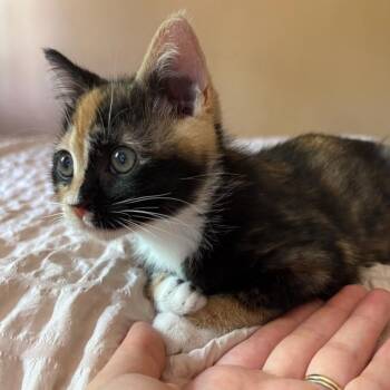 Cancun -  Domestic Short Hair Cat for Adoption in Westminster, California - Cancun | PetCurious