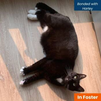 Snoop -  Domestic Short Hair Cat for Adoption in Baltimore, Maryland - Snoop | PetCurious