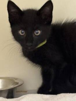 Athos [Green] -  Domestic Short Hair Cat for Adoption in Chamblee, Georgia - Athos [Green] | PetCurious