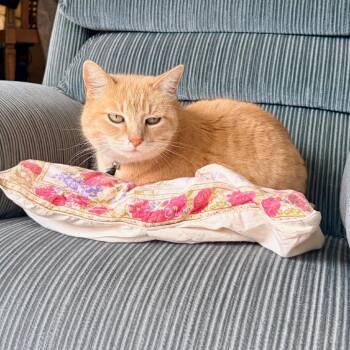 Domestic Short Hair Cats Available for Adoption in Pacific Grove, California - Dulce | PetCurious