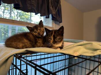Potato Chip -  Domestic Short Hair Cat for Adoption in Broomall, Pennsylvania - Potato Chip | PetCurious