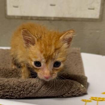 Chives -  Domestic Short Hair Cat for Adoption in Yuma, Arizona - Chives | PetCurious