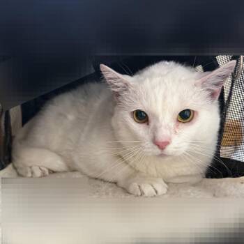 Domestic Short Hair Cats Available for Adoption - Keanu | PetCurious