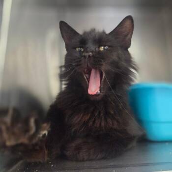 Compass -  Domestic Long Hair Cat for Adoption in Spokane, Washington - Compass | PetCurious