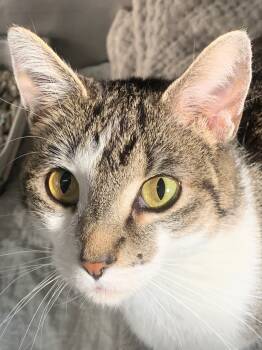 Rescue Domestic Short Hair Cats for Adoption in St. Augustine, Florida - Genevieve | PetCurious