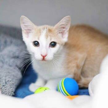 Arthur -  Domestic Short Hair Cat for Adoption in Atlanta, Georgia - Arthur | PetCurious