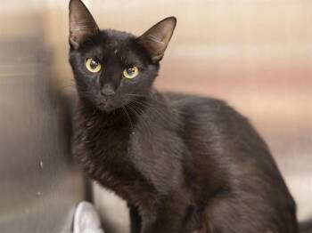 WILLOW -  Domestic Short Hair Cat for Adoption in Phoenix, Arizona - WILLOW | PetCurious