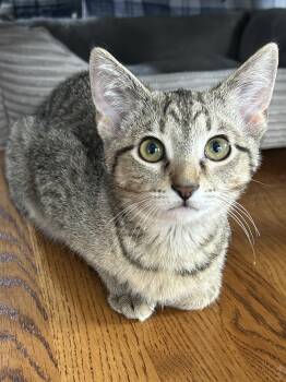 Domestic Short Hair Cats Available for Adoption - Happy | PetCurious