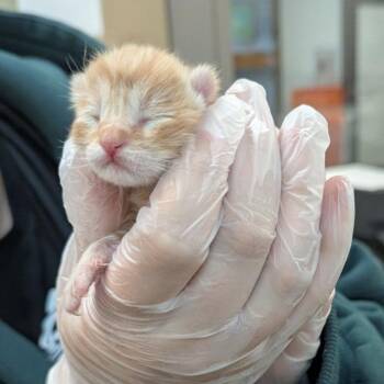 Bronze -  Domestic Short Hair Cat for Adoption in Lynchburg, Virginia - Bronze | PetCurious