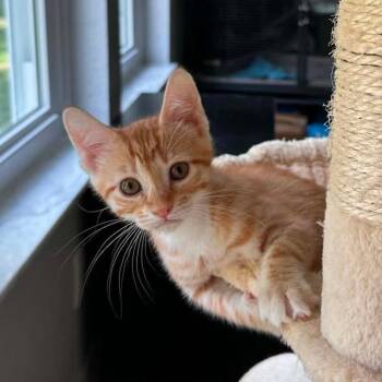 Kitty Kumquat -  Domestic Short Hair Cat for Adoption in Williston, Florida - Kitty Kumquat | PetCurious
