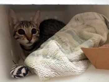 Domestic Short Hair Cats Available for Adoption in Honolulu, Hawaii - Smuckers | PetCurious