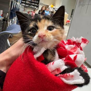 Azzi -  Domestic Short Hair Cat for Adoption in Cumming, Georgia - Azzi | PetCurious