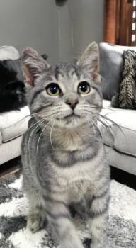 Rescue Domestic Short Hair Cats for Adoption in Jim Thorpe, Pennsylvania - Keith | PetCurious