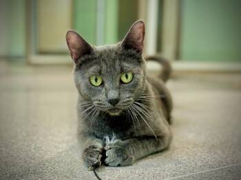 Trail -  Domestic Short Hair Cat for Adoption in Portland, Oregon - Trail | PetCurious