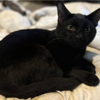 Rescue Domestic Short Hair Cats for Adoption in Warr Acres, Oklahoma - Star | PetCurious