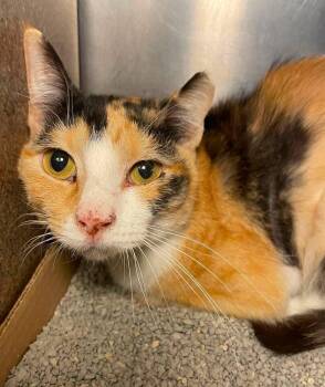 Callie -  Domestic Short Hair Cat for Adoption in Stillwater, Oklahoma - Callie | PetCurious