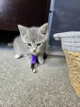 Domestic Short Hair Cats Available for Adoption in Union Grove, Wisconsin - Houdini | PetCurious