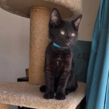 Domestic Short Hair Cats Available for Adoption - Bento | PetCurious