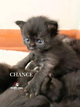 Storm Survivors:  Chance -  Domestic Short Hair Cat for Adoption in Council Bluffs, Iowa - Storm Survivors:  Chance | PetCurious