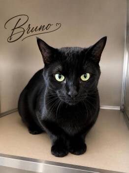Bruno -  Domestic Short Hair Cat for Adoption in Manhattan, Illinois - Bruno | PetCurious