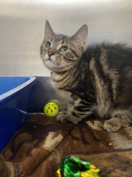 Whitney -  Domestic Short Hair Cat for Adoption in Yorkville, Illinois - Whitney | PetCurious