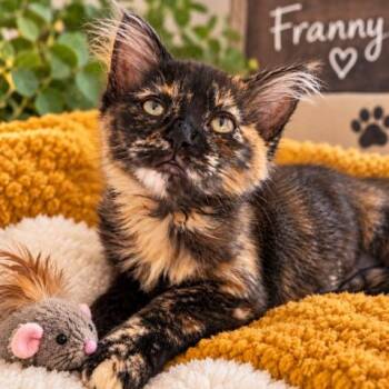 Franny -  Domestic Medium Hair Cat for Adoption in Richmond, Virginia - Franny | PetCurious