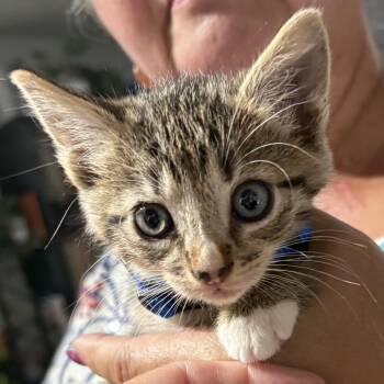 Doc -  Domestic Short Hair Cat for Adoption in Long Beach, California - Doc | PetCurious