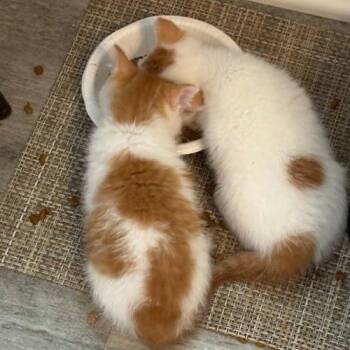 Lucille -  Domestic Short Hair Cat for Adoption in Knoxville, Tennessee - Lucille | PetCurious