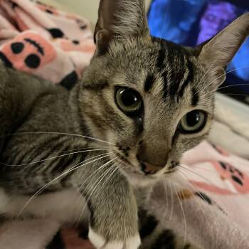 Suki -  Tabby Cat for Adoption in Maitland, Florida - Suki | PetCurious