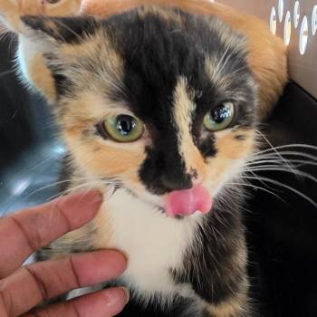 Audrey -  Domestic Short Hair Cat for Adoption in Leander, Texas - Audrey | PetCurious