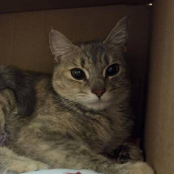 Lily -  Domestic Short Hair Cat Available for Adoption in Ballston Spa, New York - Lily | PetCurious