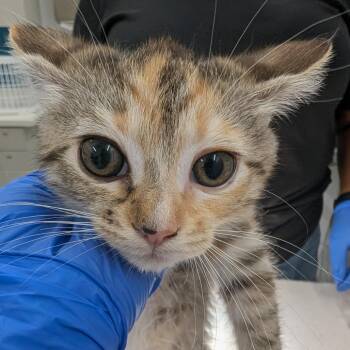 Germany -  Domestic Short Hair Cat for Adoption in Winston-salem, North Carolina - Germany | PetCurious