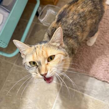 Maggie -  Domestic Short Hair Cat for Adoption in Buffalo, Minnesota - Maggie | PetCurious