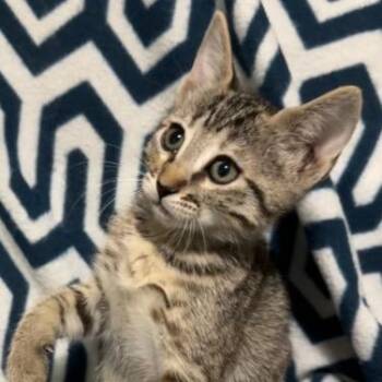 Domestic Short Hair Cats Available for Adoption in Boerne, Texas - Kalamazoo | PetCurious