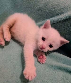 Salt -  Domestic Short Hair Cat for Adoption in Chalfont, Pennsylvania - Salt | PetCurious