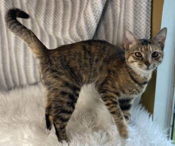 Domestic Short Hair and Tabby Cats Available for Adoption - Victoria | PetCurious