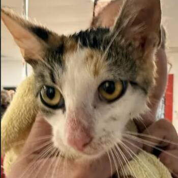 Vela-C -  Domestic Short Hair Cat for Adoption in East St. Louis, Illinois - Vela-C | PetCurious