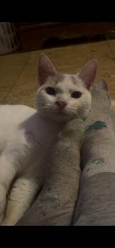 Turkish Van Cats Available for Adoption in Newark Valley, New York - Sherbet | PetCurious