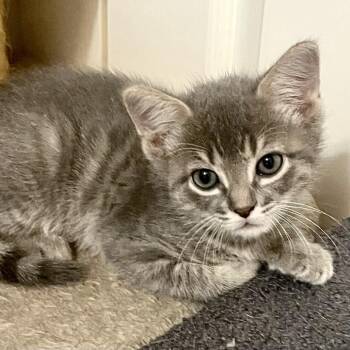 Domestic Short Hair Cats Available for Adoption in Houston, Texas - Fern | PetCurious