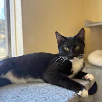 Domestic Short Hair Cats Available for Adoption in San Pablo, California - Capricorn "Capri"/A1040179 | PetCurious