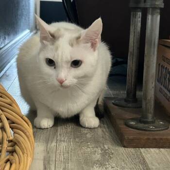 Fanny -  Domestic Short Hair Cat for Adoption in Talent, Oregon - Fanny | PetCurious