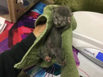 ROYAL P. -  Domestic Medium Hair Cat for Adoption in Riverside, California - ROYAL P. | PetCurious