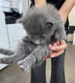 ADDISON -  Domestic Short Hair Cat for Adoption in Dallas, Texas - ADDISON | PetCurious