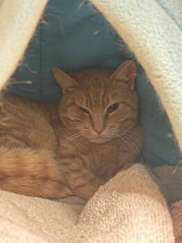 Milo Tangerine -  Domestic Short Hair Cat Available for Adoption in Windsor, Connecticut - Milo Tangerine | PetCurious