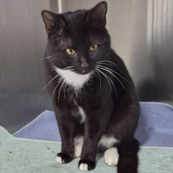 Domestic Short Hair Cats Available for Adoption in Natick, Massachusetts - Tito | PetCurious