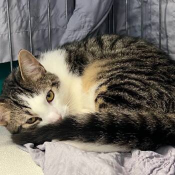 Rescue Domestic Short Hair Cats for Adoption in Lake Jackson, Texas - Sausage | PetCurious